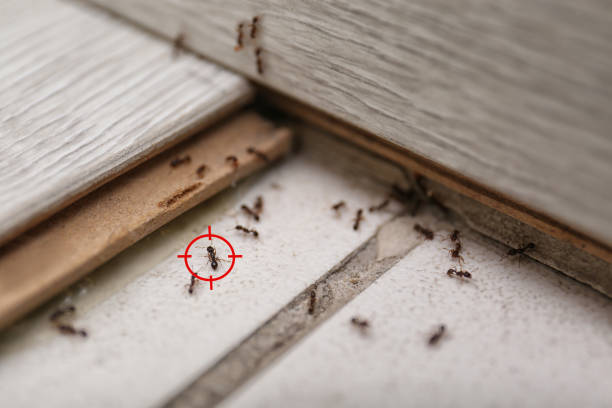 Best Affordable Pest Control Services  in Ordway, CO